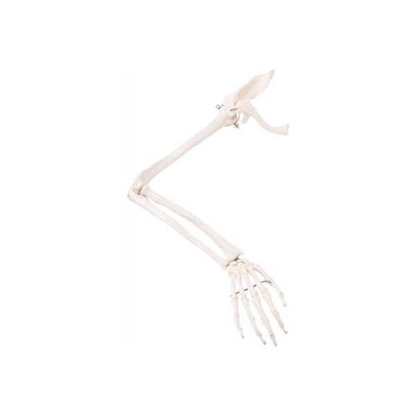 3B Anatomical Model - Loose Bones, Arm Skeleton with Scapula and Clavicle, Right